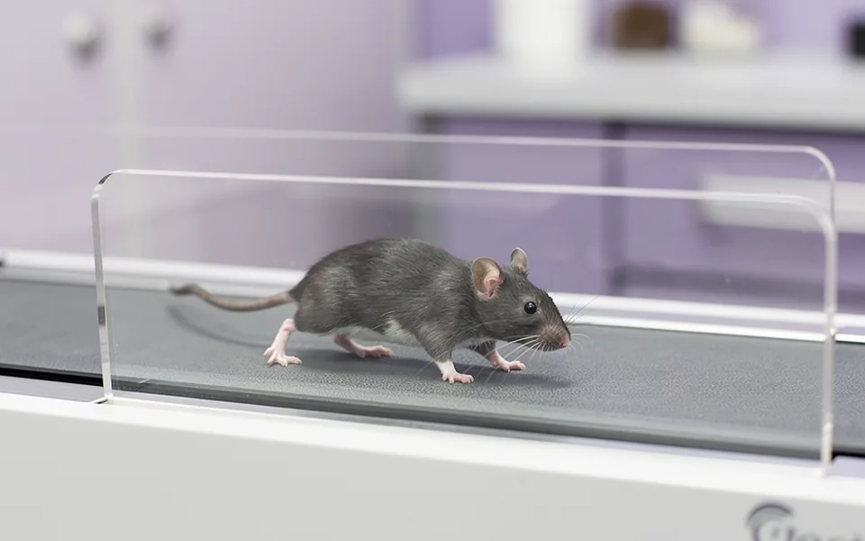 A laboratory mouse moving along a small enclosed treadmill belt
